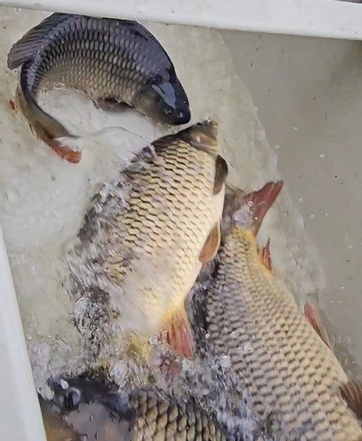 Isaszeg Haltelepítés 2